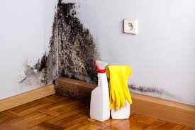 Best Mold Damage Restoration  in Patrick Af, FL